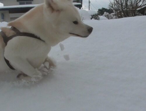 【秋田犬ゆうき】春が近づき転倒する飼い主も落雪注意もこれが最後とのんびり雪に埋もれて歩く【akita dog】