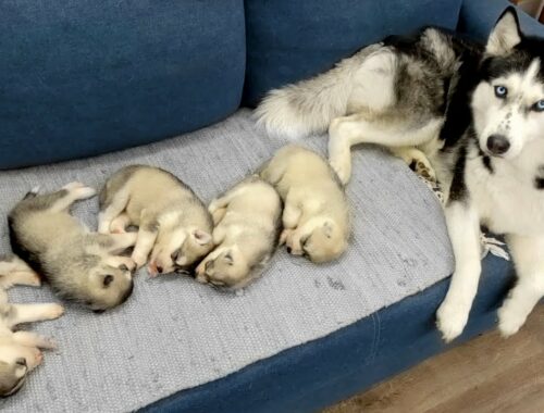 The Cutest Husky Puppies! My Dogs are Fleeing From Puppies