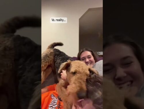 What Its Really Like to Cuddle an Airedale Terrier
