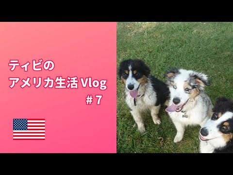 Vlog #7～まずはトレーニング【Australian Shepherd】オーストラリアンシェパード