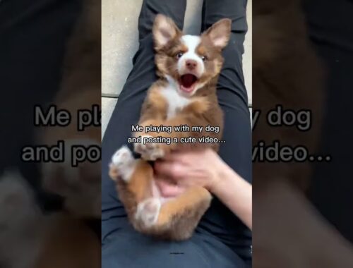Our puppy video went viral