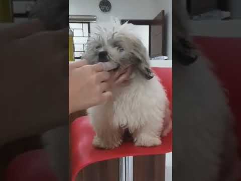Amazing puppy Botchog loves brushing teeth