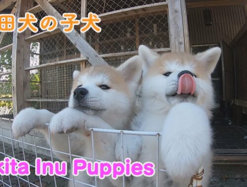 かわいすぎる！秋田犬の子犬たち　Akita inu puppies