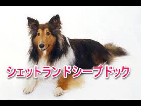 【犬図鑑】シェットランドシープドッグ