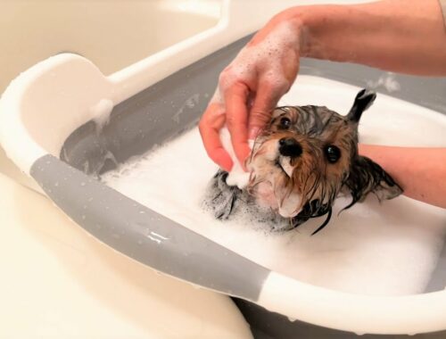 初めてのお風呂が怖くてブルブル震えちゃうヨークシャーテリアの子犬の可愛すぎる姿がこちらです