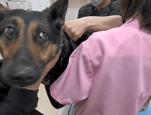 ウッキウキで出かけたら、向かった先は動物病院でまんまと注射された犬ｗ【ジャーマンシェパード】