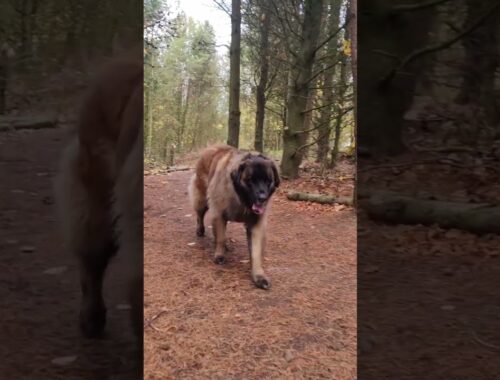 SOME ONE IS FULL OF LIFE TODAY 🤣🤣#shorts #dog #leonberger #funny #woods #autumn