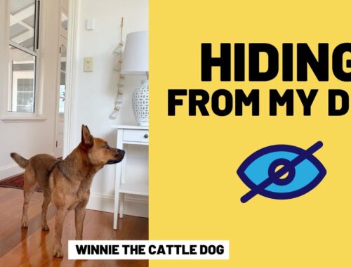 Hiding From My Cattle Dog