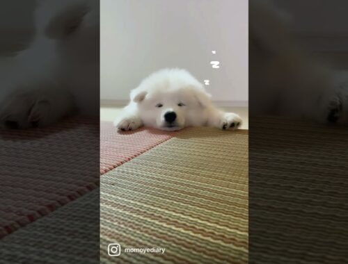 【生後2ヶ月】サモエド子犬のお昼寝シーン♡畳編