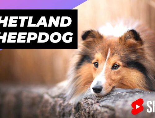 シェットランド・シープドッグ 🐶 世界で最も賢い犬種の 1 つ #shorts