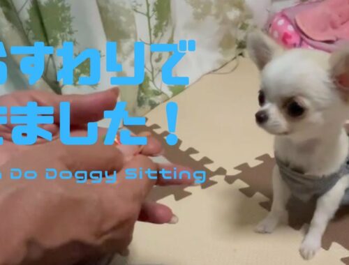 【ロングコートチワワ】おすわりをマスターした子犬がこちらです。【Chihuahua】Puppy can do dog sitting