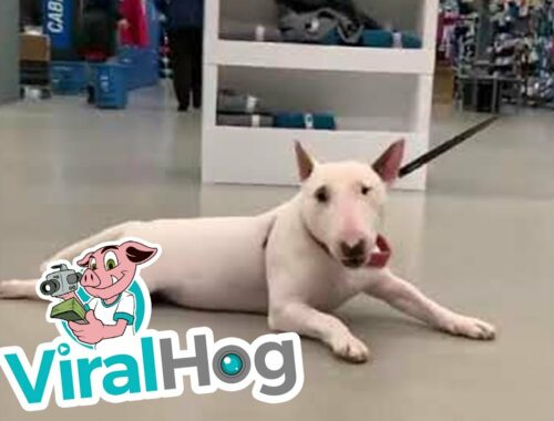 Bull Terrier Being Towed Through Store || ViralHog