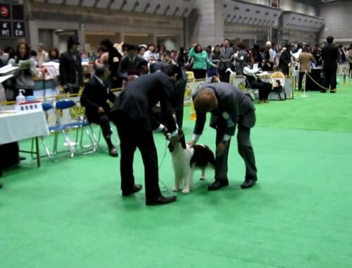 2010 　ジャパン　インターナショナル　ドッグショー