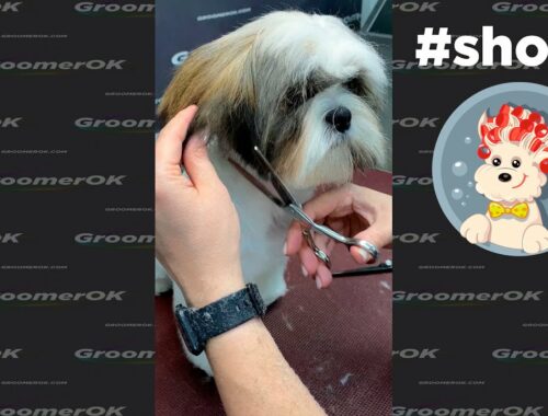 Dog Styling | Scissoring Shih Tzu Puppy