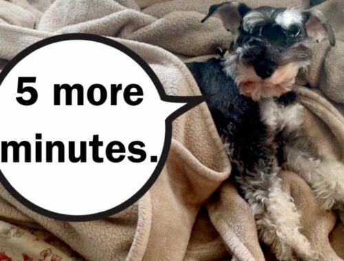 Lazy Dog Refuses Get Out of Cozy Bed #MiniatureSchnauzer #Funnydog #shorts