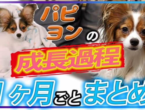 【パピヨン】子犬から成犬まで1ヶ月ごとの成長過程