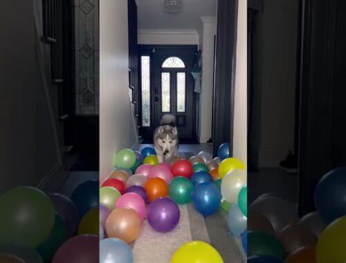 Celebrating my dogs birthday with a balloon drop #shorts #goldenretriever #husky #birthday