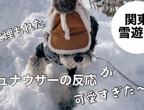 【愛犬と雪遊び】雪に埋もれたミニチュアシュナウザーが大変なことに…