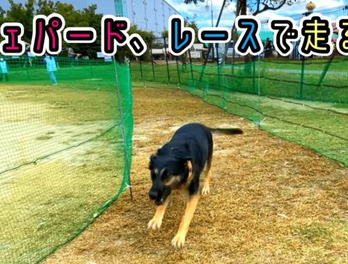 【ジャーマンシェパード】犬イベントでレースに初出場しました！【German Shepherd】 My Dog Participates In A Dog Race!