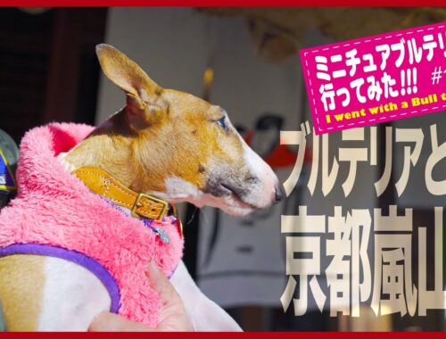 ［ブルテリア］Miniature Bull Terrier  ブルテリアと行く京都嵐山旅！Kyoto Arashiyama trip with bull terrier!