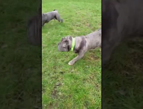Big Neo Mastiffs chasing XL Bully Dog 🏃‍♀️ #dogs #shorts