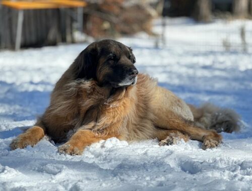 【レオンベルガー】雪を楽しんだ日【超大型犬】