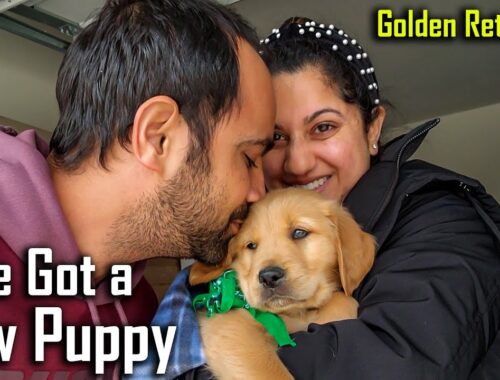 We got a New PUPPY | Bringing Home 7 Weeks Old Golden Retriever Puppy @ouramericandream1183