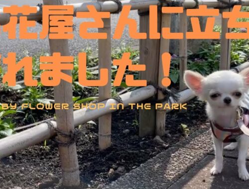 【ロングコートチワワ】お散歩に行ったら、お花屋さんにも立ち寄れました！ 【Chihuahua】Stop by the flower shop in the park!!
