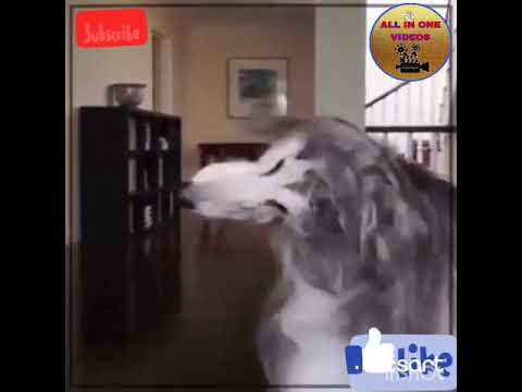 Afghan hound beautiful video