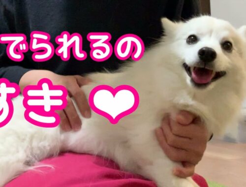 【犬を撫でる】ナデナデされて喜ぶ日本スピッツちぃ。→ 寝落ち🐶💤