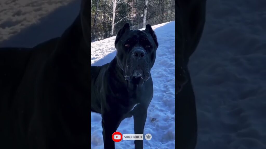 The Dark Monster's 😈 Cane Corso #shorts #short #viral #youtubeshorts #dog #canecorso #ytshorts The Dark Monster's 😈 Cane Corso #shorts #short #viral #youtubeshorts #dog #canecorso #ytshorts