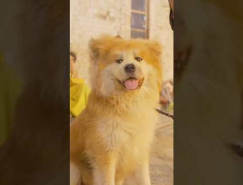 Akita dog "SANGO" Take a walk in southern Italy ♪