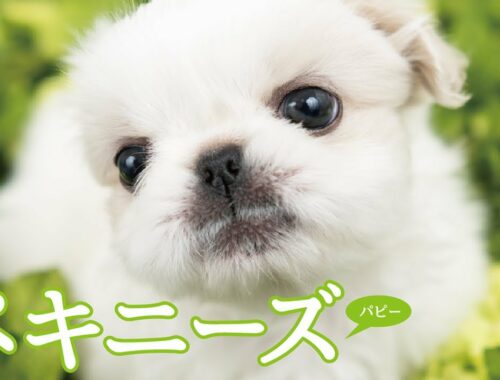 かわいいペキニーズの子犬たち #21 Pekingese