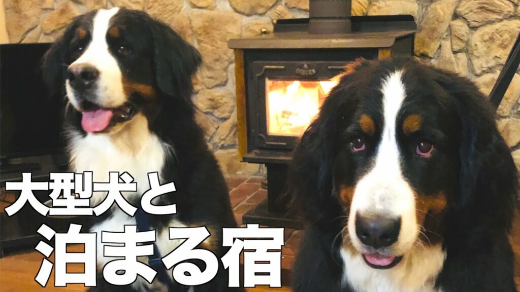 バーニーズマウンテンドッグと白馬の宿に泊まってきました バーニーズマウンテンドッグと白馬の宿に泊まってきました