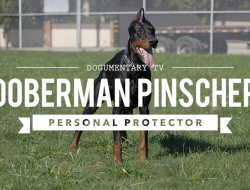 DOBERMAN PINSCHERS ARE GREAT PERSONAL PROTECTORS