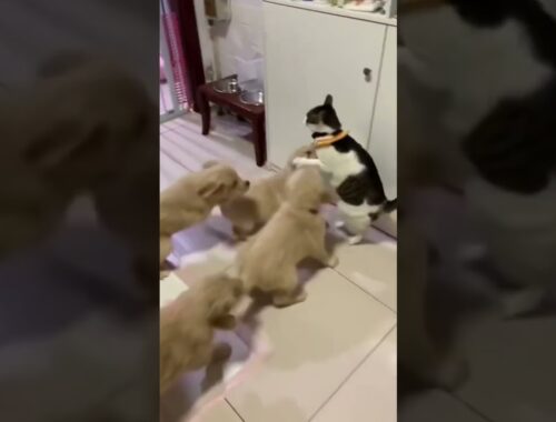 Kitten attack by 10 Cute Puppies