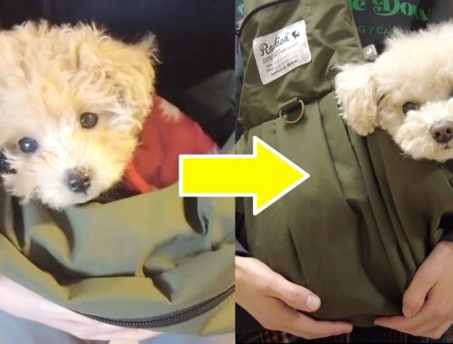子犬の頃に使っていたバッグを見て、また赤ちゃん気分に戻ってバッグに入る様子が癒やし