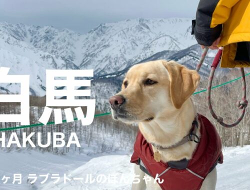 【ラブラドール#90】ラブラドールと行く白馬岩岳マウンテンリゾート　HAKUBA labrador retriever 大型犬  ぼんちゃん　スキー　雪遊び　ドッグラン