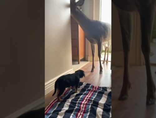 Puppy Greets Deer at the Door || ViralHog