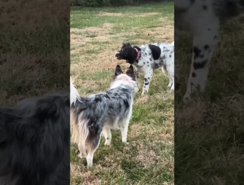 Playing in slow motion #funny #dogfluencer #dog #englishsetter #dogs #furryfriend