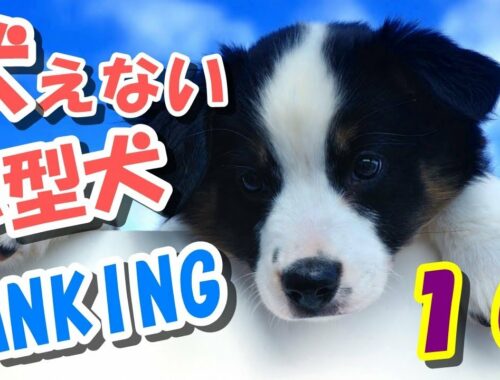 【おすすめ】吠えない小型犬ランキング１０・・・愛犬を選ぶ時に考えよう！