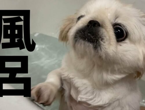 ペキニーズが臭いので風呂に入れてみた。I gave my Pekingese a bath because she was smelly.