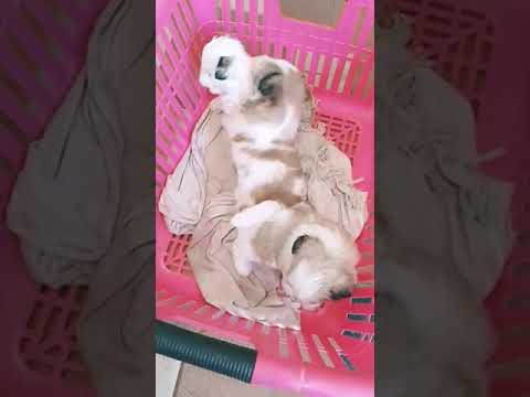 Shih tzu & Lhasa apso Cross Breed Puppies For Sales 3 Female Available Num:9600365401