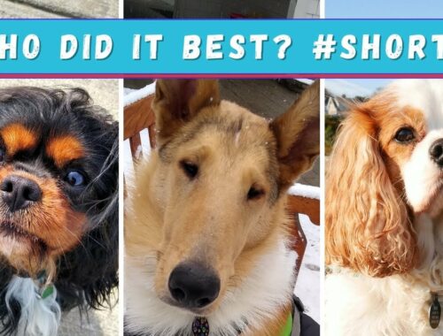#SHORTS​ Who Did it Best? Dog Trick, Leg Jump | Two Cavaliers and a Smooth Collie Video Short