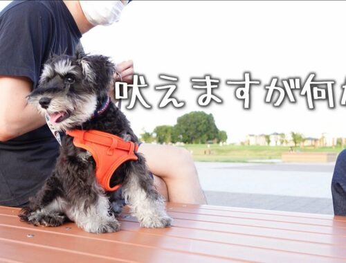 4ヶ月子犬のお散歩事情【ミニチュアシュナウザー子犬】