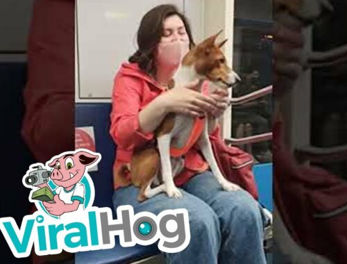 Dog Protests Loudly About Being Stuck on a Subway || ViralHog