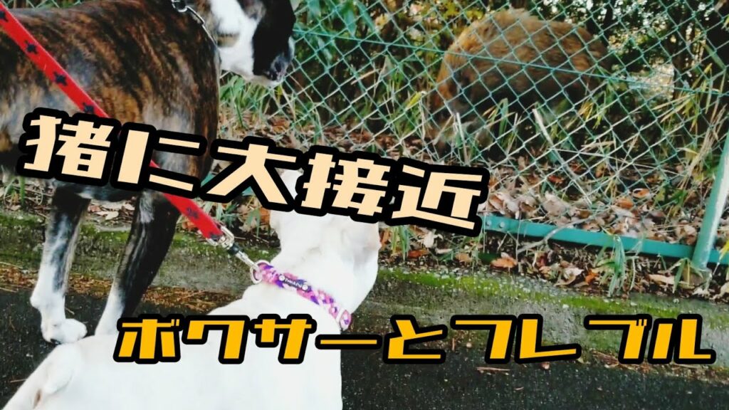 いのししとついに大接近するボクサー犬のりきと、初めて猪を見たフレブル