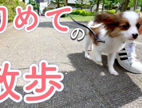 生後4ヶ月の子犬の初散歩！【パピヨン 子犬】The puppy took a walk outside for the first time.