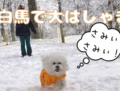 愛犬と雪遊びを満喫してきました！　ビションフリーゼの子犬