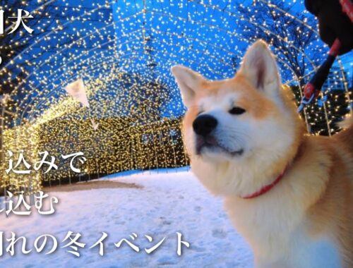 秋田犬ともぐら家族　はる、滑り込みで紛れ込むお別れの冬イベント